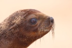 Pelican Point Peninsula - Cape fur seal (Arctocephalus pusillus) - Pup