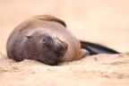 Pelican Point Peninsula - Cape fur seal (Arctocephalus pusillus) - Pup