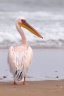 Pelican Point Peninsula - Great white pelican (Pelecanus onocrotalus)