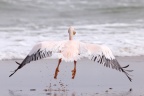 Pelican Point Peninsula - Great white pelican (Pelecanus onocrotalus)