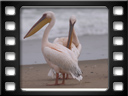 Pelican Point Peninsula - Great white pelicans (Pelecanus onocrotalus)
