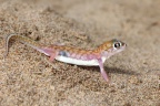 Namib Desert Coast - Namib web-footed gecko (Pachydactylus rangei)
