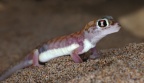 Namib Desert Coast - Namib web-footed gecko (Pachydactylus rangei)