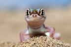 Namib Desert Coast - Namib web-footed gecko (Pachydactylus rangei)
