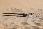 Namib Desert Coast - Oryx skull