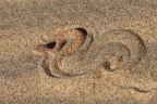Namib Desert Coast - Peringuey's adder (Bitis peringueyi)