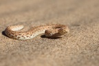 Namib Desert Coast - Peringuey's adder (Bitis peringueyi)