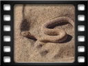 Namib Desert Coast - Peringuey's adder (Bitis peringueyi)