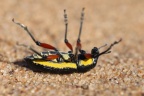 Namib Desert Coast - Suicide beetle