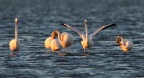 Walvis Bay - Greater Flamingos (Phoenicopterus roseus)