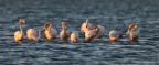 Walvis Bay - Greater Flamingos (Phoenicopterus roseus)