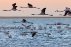 Walvis Bay - Greater Flamingos (Phoenicopterus roseus)