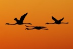 Walvis Bay - Sunset - Greater Flamingos (Phoenicopterus roseus)