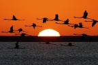 Walvis Bay - Sunset - Greater Flamingos (Phoenicopterus roseus)