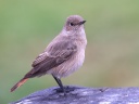 Rossmund Lodge - Familiar chat (Oenanthe familiaris)