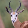 Rossmund Lodge - Springbok (Antidorcas marsupialis)
