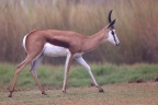 Rossmund Lodge - Springbok (Antidorcas marsupialis)
