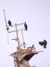 Skeleton Coast - Zeila Shipwreck - Cape cormorants (Phalacrocorax capensis)