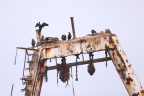Skeleton Coast - Zeila Shipwreck - Cape cormorants (Phalacrocorax capensis)