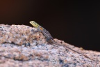 Spitzkoppe - Namib rock agama (Agama planiceps) - Female