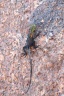 Spitzkoppe - Namib rock agama (Agama planiceps) - Female