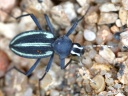 Spitzkoppe - Racing-stripe darkling beetle (Stenocara gracilipes)