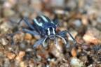 Spitzkoppe - Racing-stripe darkling beetle (Stenocara gracilipes)