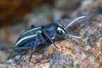 Spitzkoppe - Racing-stripe darkling beetle (Stenocara gracilipes)