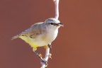 Spitzkoppe - Yellow-bellied eremomela (Eremomela icteropygialis)