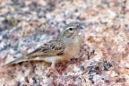 Spitzkoppe - Lark-like bunting (Emberiza impetuani)