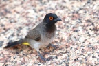 Spitzkoppe - African red-eyed bulbul (Pycnonotus nigricans)