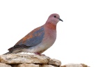 Rossmund Lodge - Laughing dove (Spilopelia senegalensis)