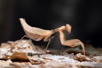Eldorado Lodge and Camping - Tanzanian ground mantis (Tarachodes afzelii)