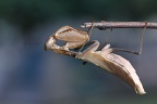 Eldorado Lodge and Camping - Tanzanian ground mantis (Tarachodes afzelii)
