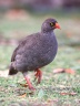 Eldorado Lodge and Camping - Red-billed spurfowl (Pternistis adspersus)