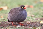 Eldorado Lodge and Camping - Red-billed spurfowl (Pternistis adspersus)