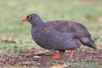 Eldorado Lodge and Camping - Red-billed spurfowl (Pternistis adspersus)