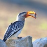 Eldorado Lodge and Camping - Southern yellow-billed hornbill (Tockus leucomelas)