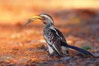 Eldorado Lodge and Camping - Southern yellow-billed hornbill (Tockus leucomelas)