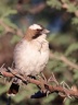 Eldorado Lodge and Camping - White-browed sparrow-weaver (Plocepasser mahali)