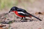 Eldorado Lodge and Camping - Crimson-breasted shrike (Laniarius atrococcineus)