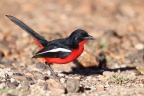 Eldorado Lodge and Camping - Crimson-breasted shrike (Laniarius atrococcineus)