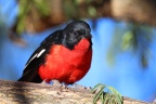 Eldorado Lodge and Camping - Crimson-breasted shrike (Laniarius atrococcineus)