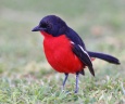 Eldorado Lodge and Camping - Crimson-breasted shrike (Laniarius atrococcineus)