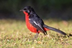 Eldorado Lodge and Camping - Crimson-breasted shrike (Laniarius atrococcineus)