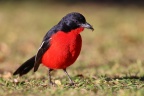 Eldorado Lodge and Camping - Crimson-breasted shrike (Laniarius atrococcineus)
