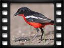 Eldorado Lodge and Camping - Crimson-breasted shrike (Laniarius atrococcineus)