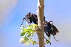 Eldorado Lodge and Camping - Tarantula hawk wasp