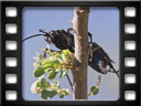 Eldorado Lodge and Camping - Tarantula hawk wasp