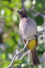 Eldorado Lodge and Camping - African red-eyed bulbul (Pycnonotus nigricans)